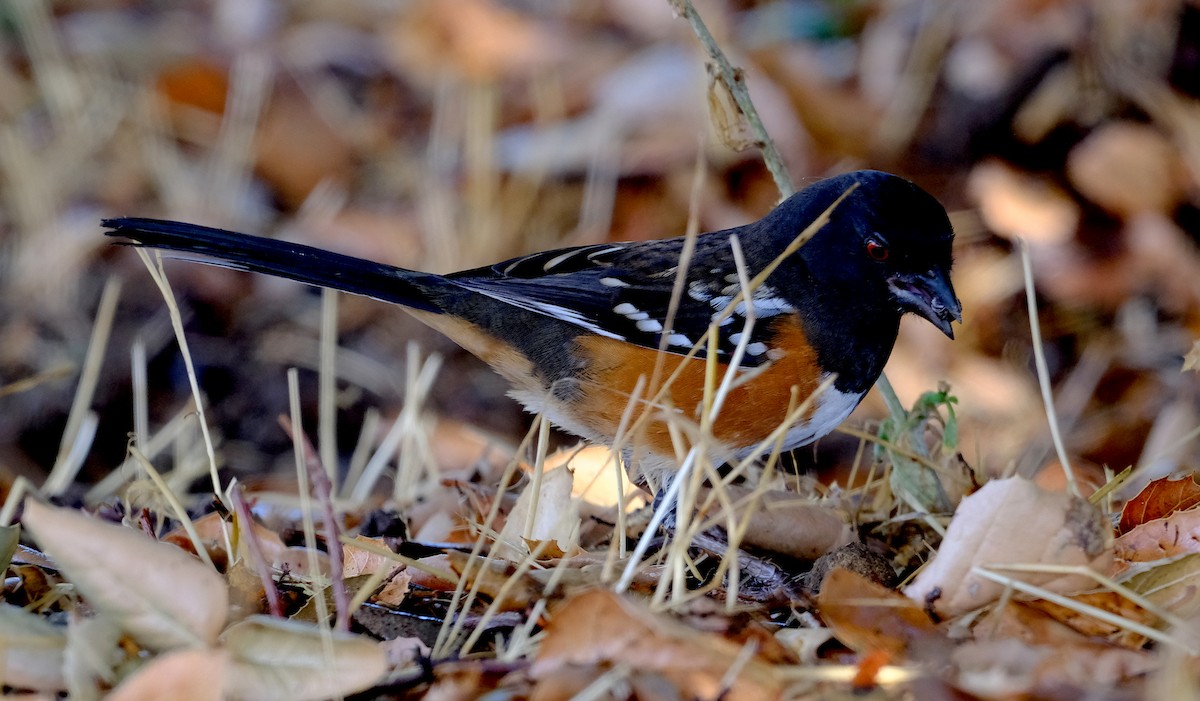 Spotted Towhee - ML642875852