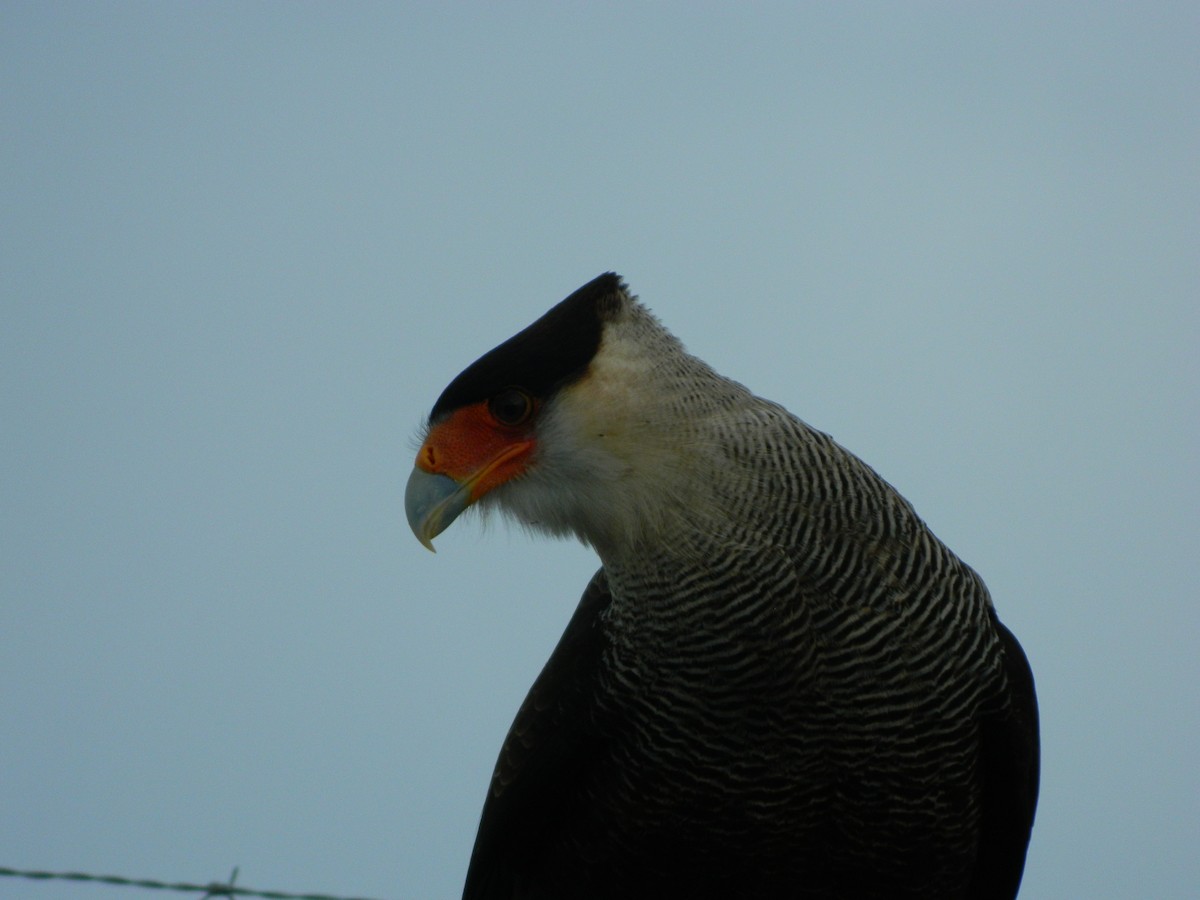Crested Caracara - ML642875855