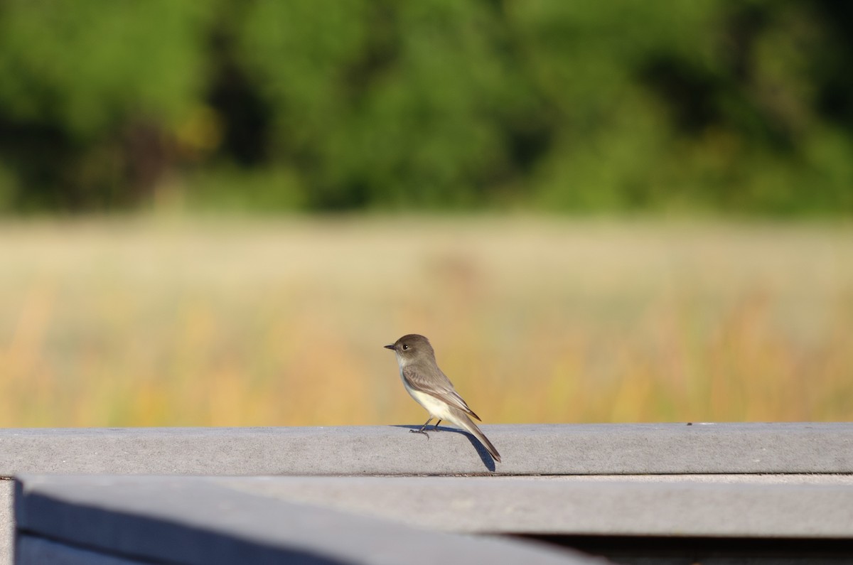 Eastern Phoebe - ML642875859