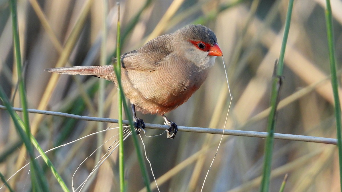 Common Waxbill - ML642875860