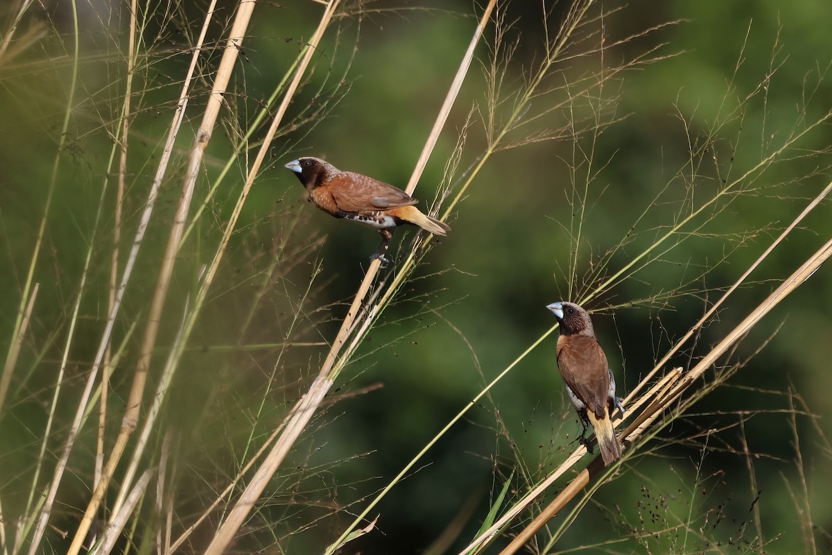Chestnut-breasted Munia - ML642875861