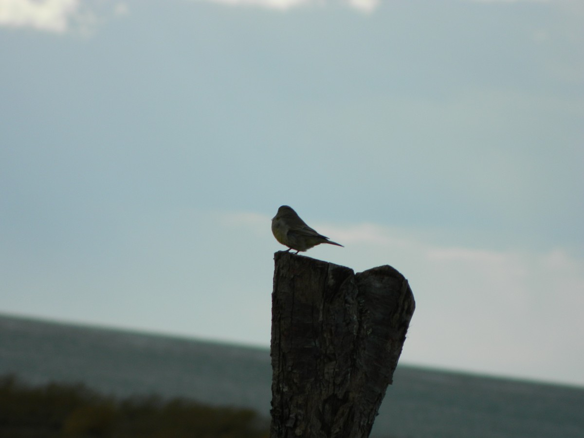 Patagonian Yellow-Finch - ML642875862