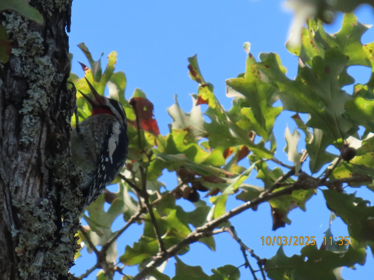Yellow-bellied Sapsucker - ML642875867