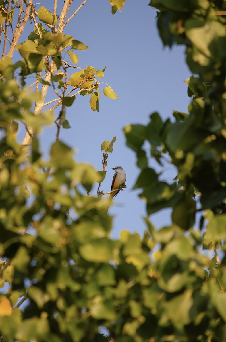 Scissor-tailed Flycatcher - ML642875868