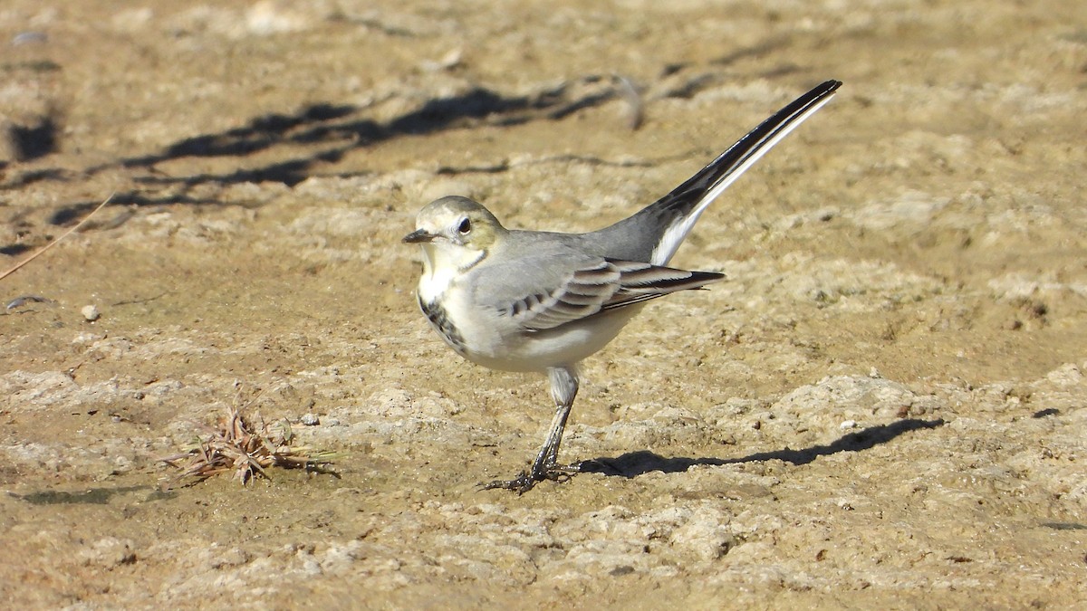 Хөх цэгцгий - ML642875869