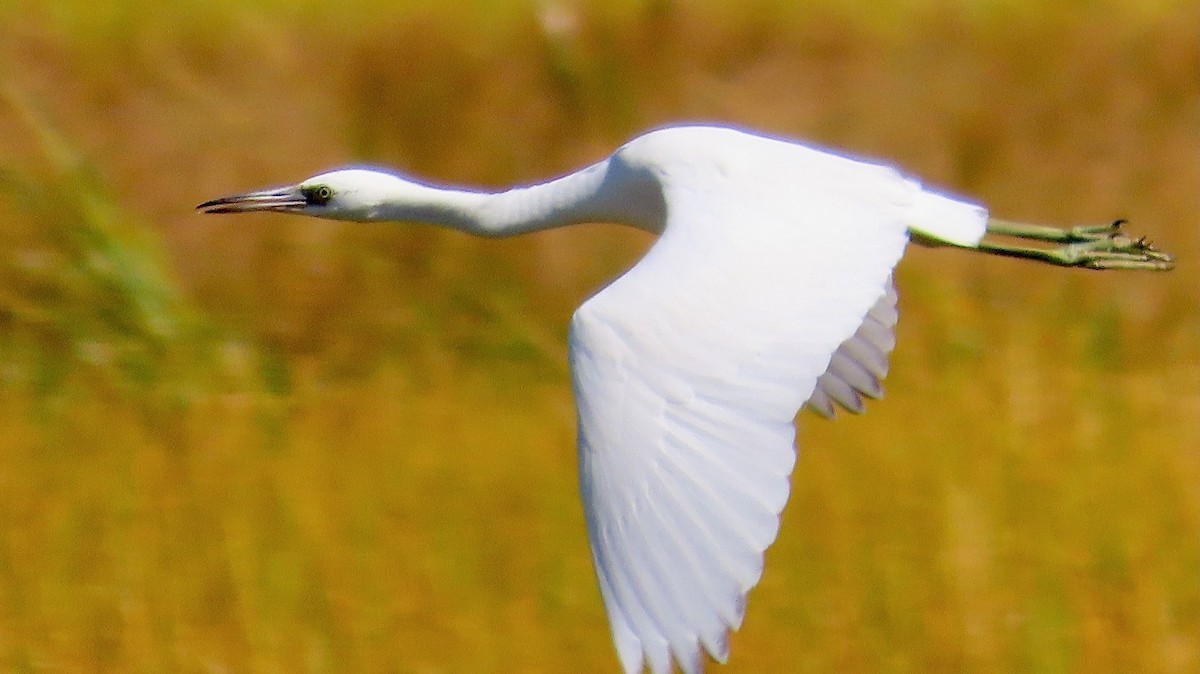 Little Blue Heron - ML642875870