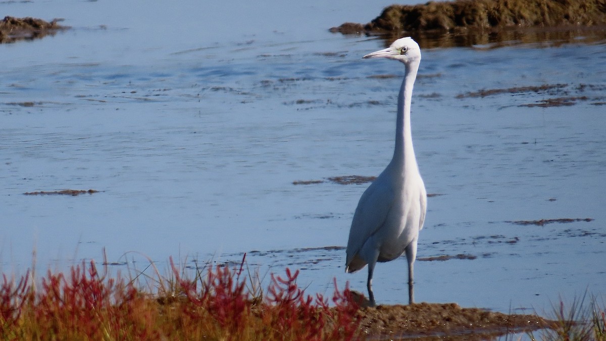 Little Blue Heron - ML642875871