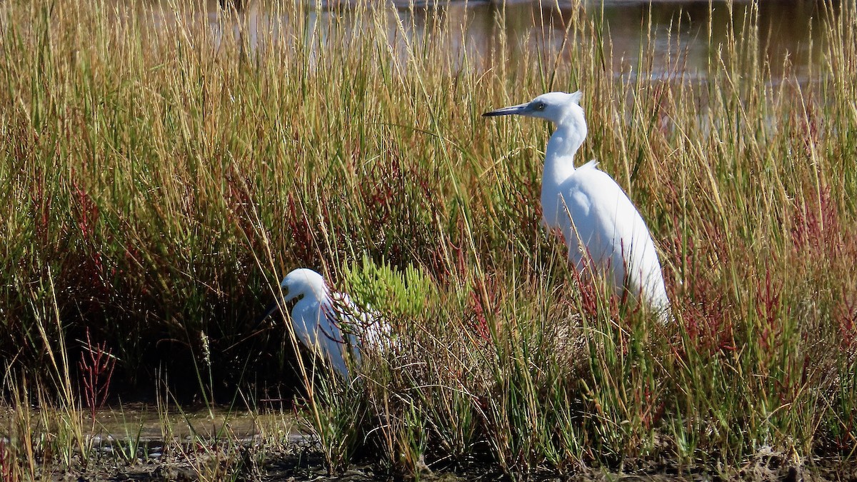 Little Blue Heron - ML642875872