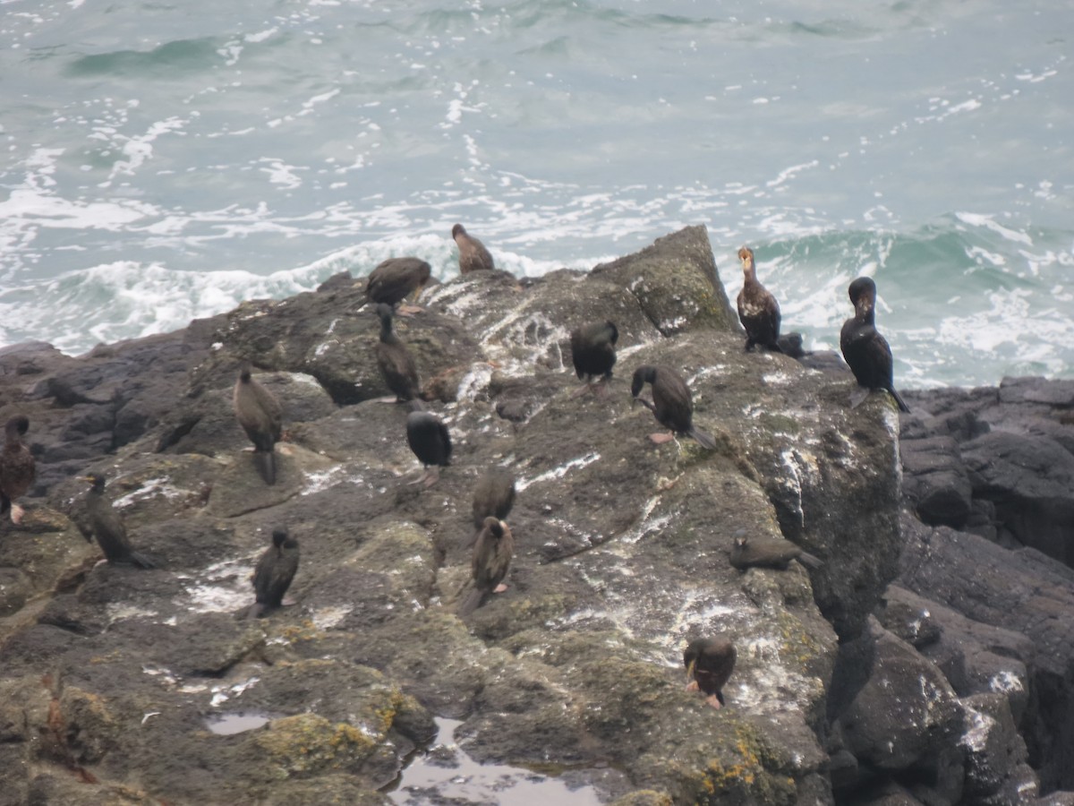 European Shag - ML642875873