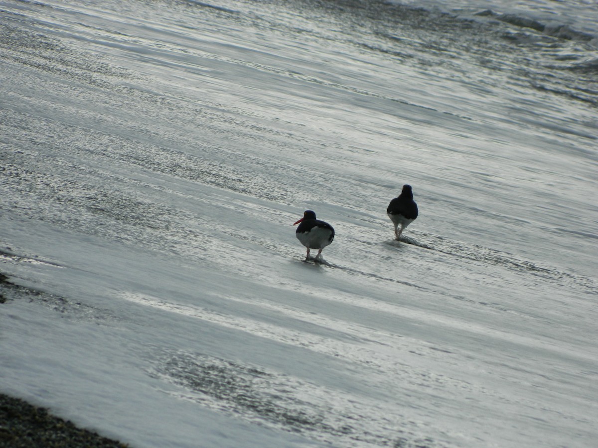 Magellanic Oystercatcher - ML642875875