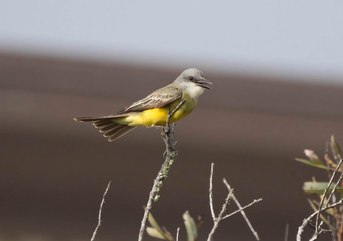 Tropical Kingbird - ML642875878