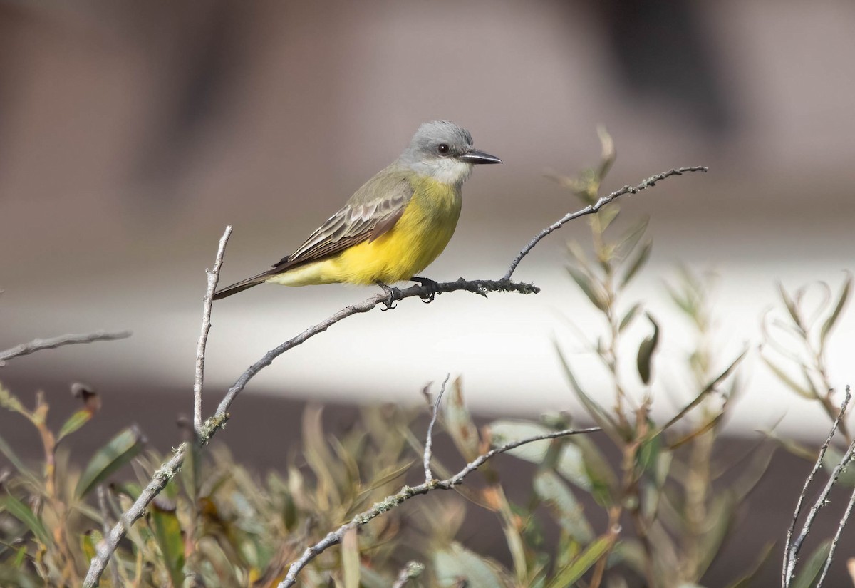 Tropical Kingbird - ML642875879