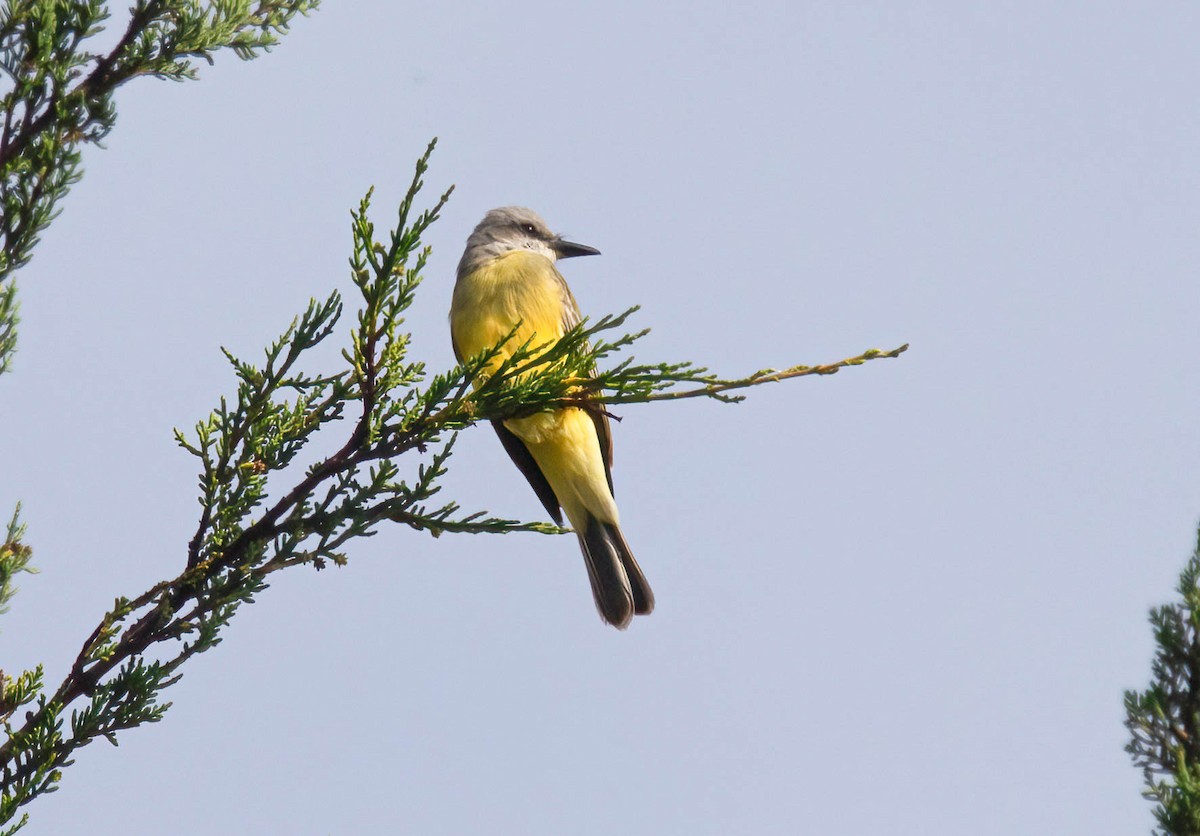 Tropical Kingbird - ML642875880