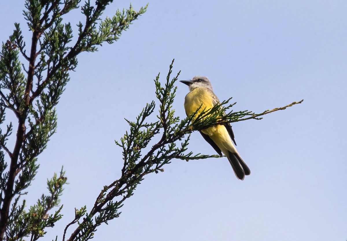Tropical Kingbird - ML642875882