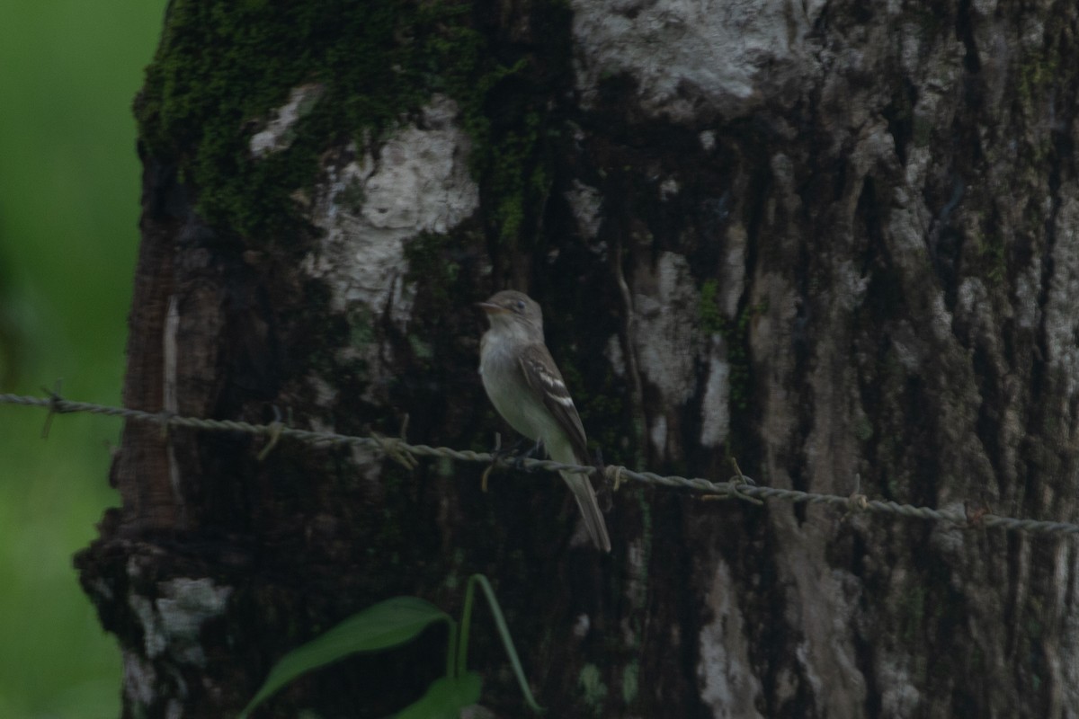 Willow Flycatcher - ML642875884