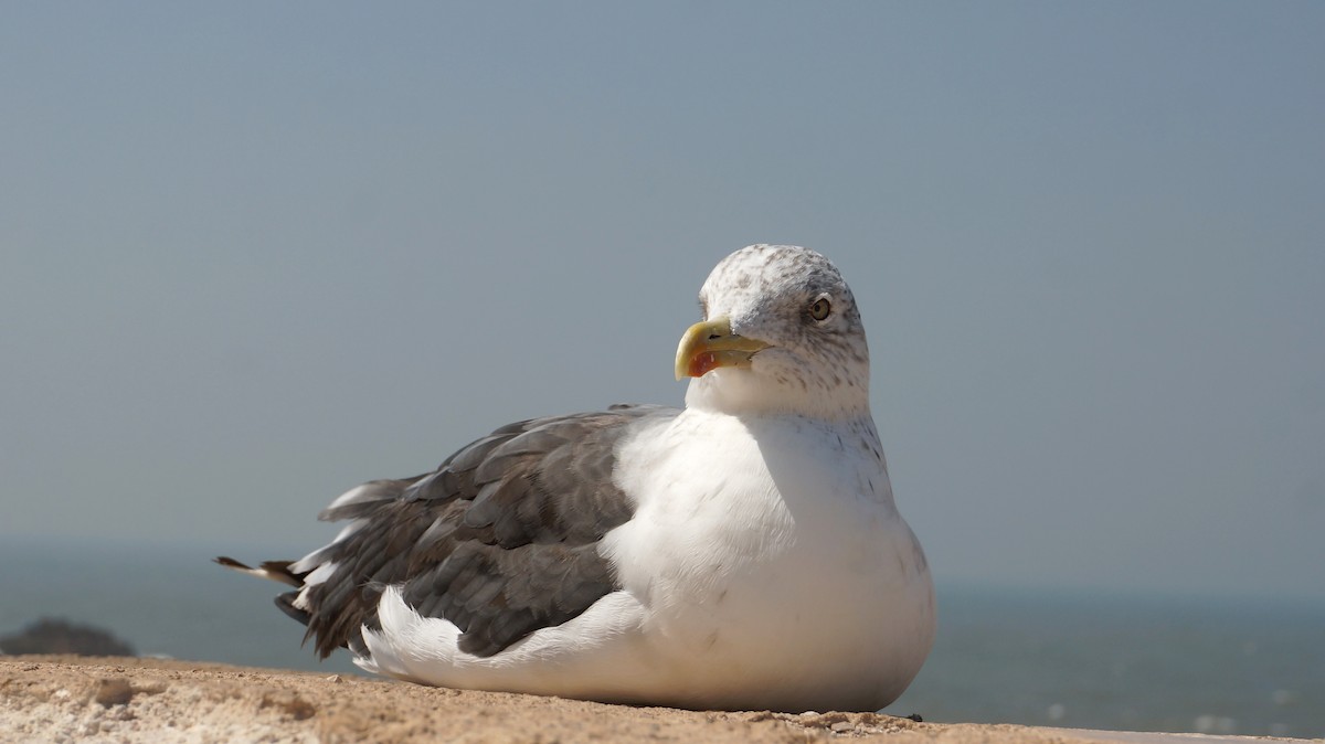 Lesser Black-backed Gull - FERNANDO CARMENA