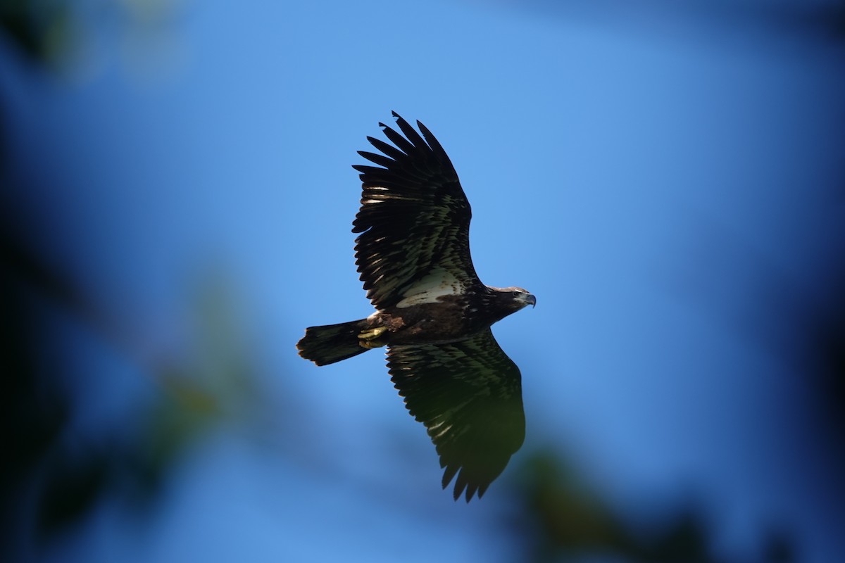 Bald Eagle - ML642875912