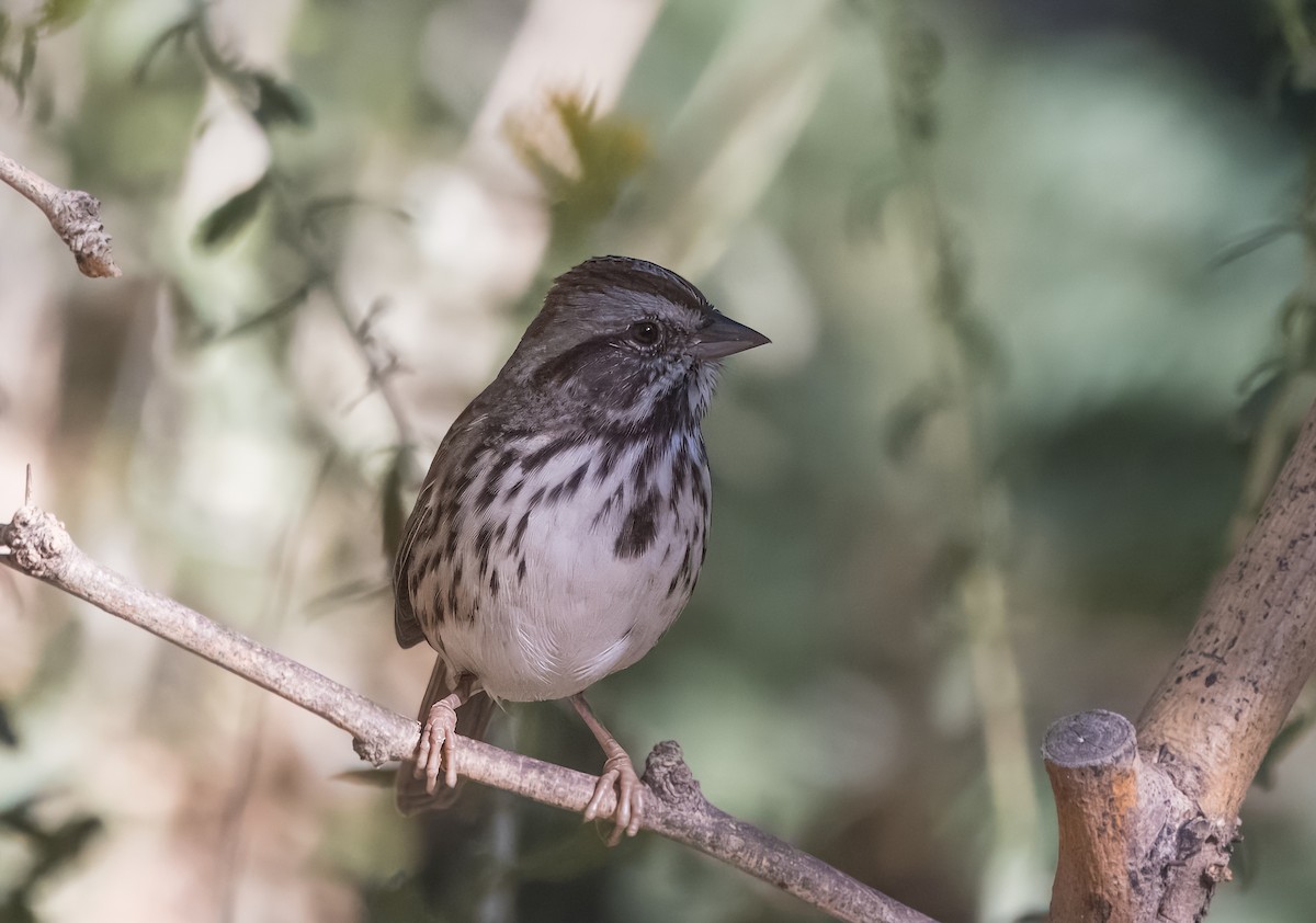Song Sparrow - ML642875917