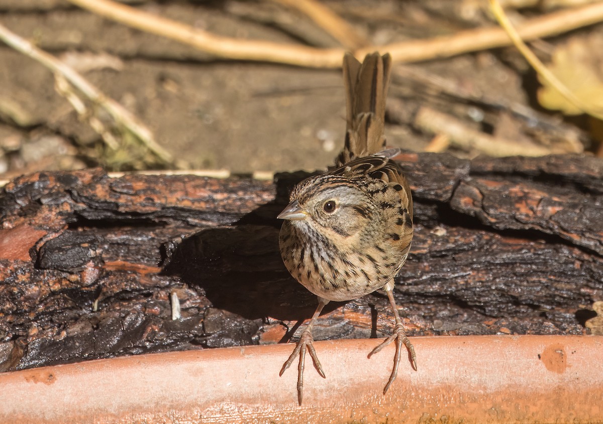 Lincoln's Sparrow - ML642875922