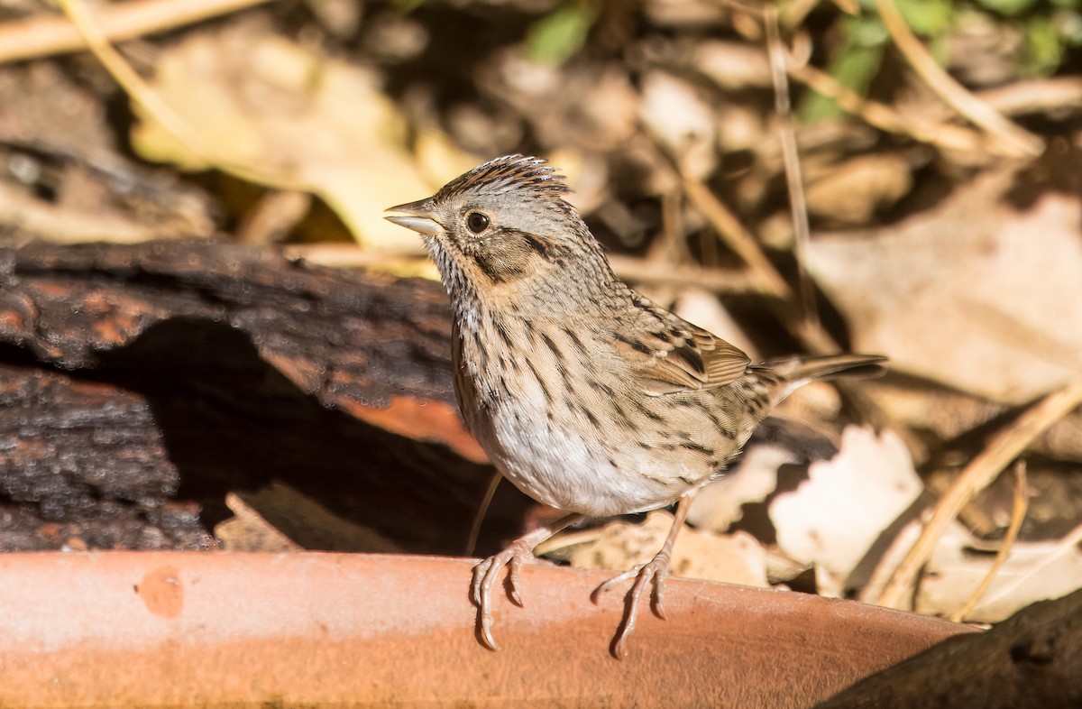 Lincoln's Sparrow - ML642875924