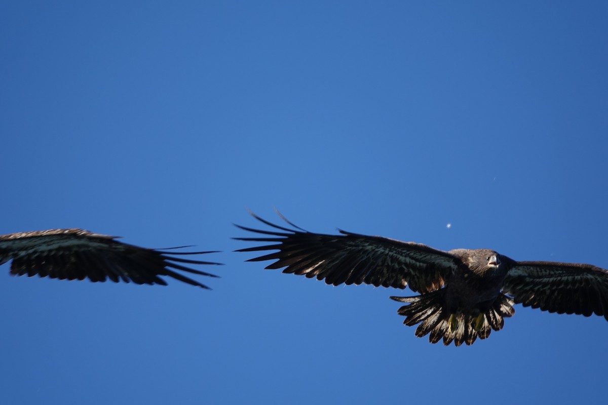 Bald Eagle - ML642875925