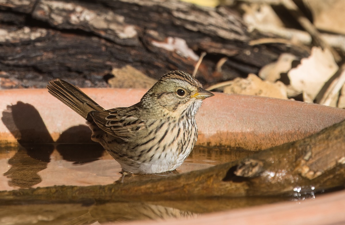 Lincoln's Sparrow - ML642875926