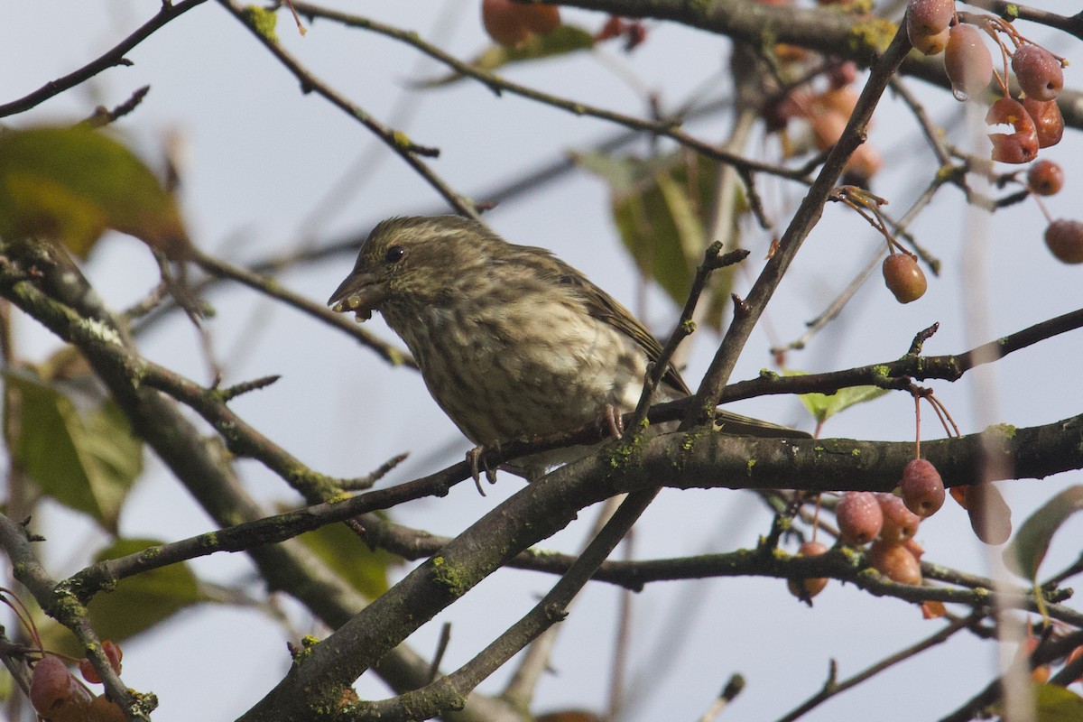 Purple Finch - ML642875928