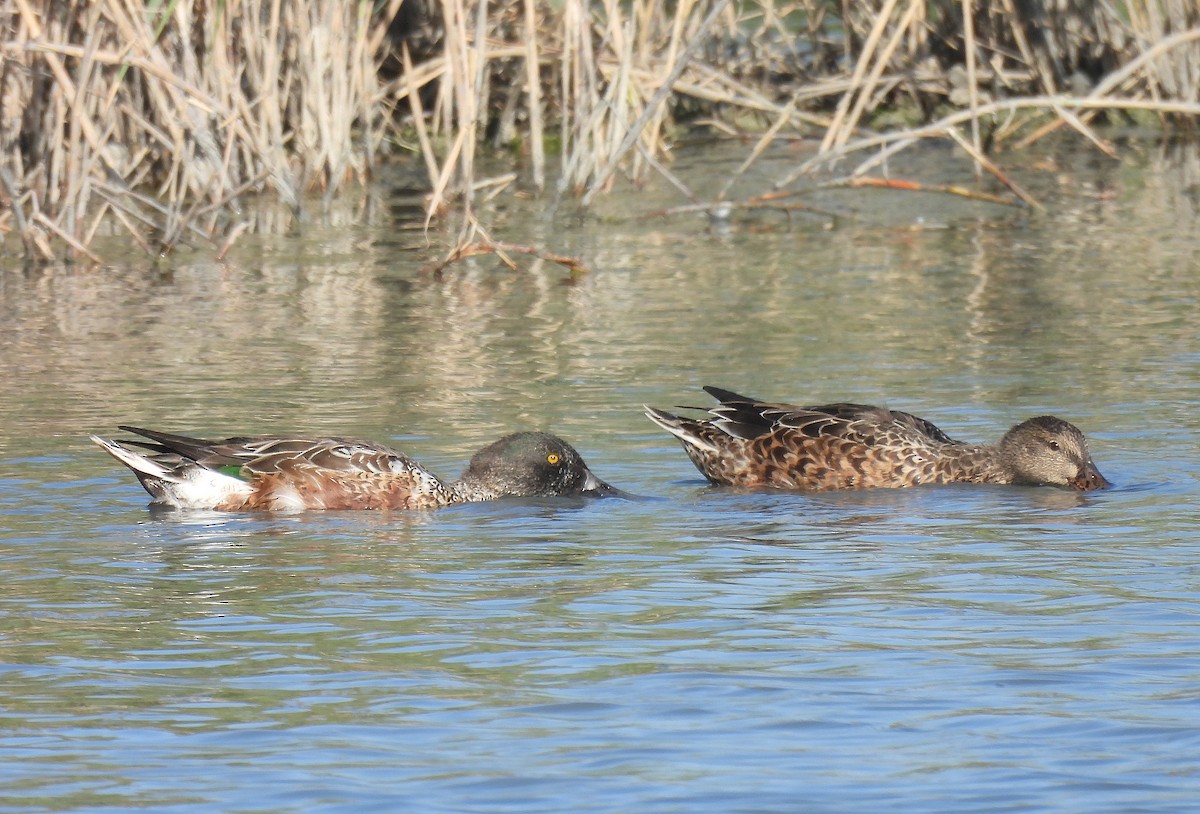 Northern Shoveler - ML642875930