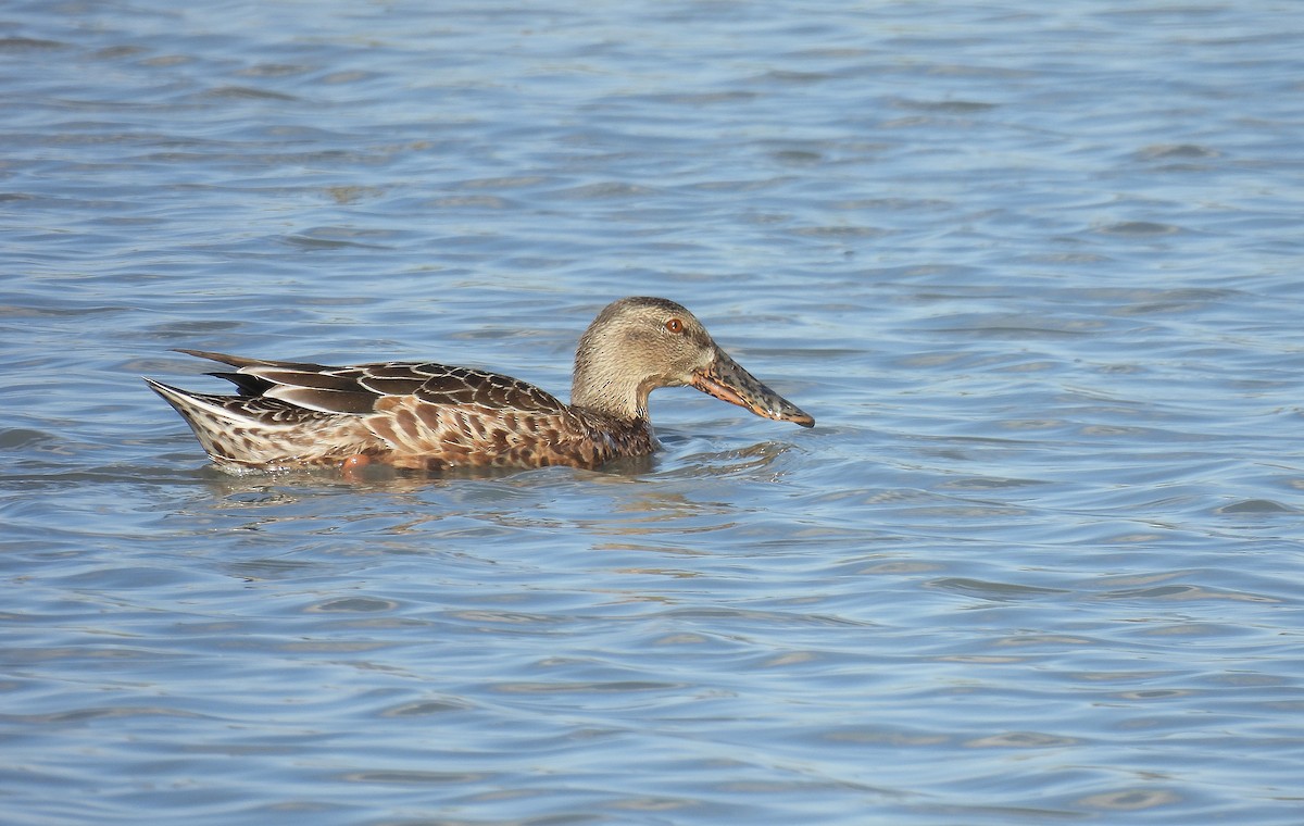 Northern Shoveler - ML642875931