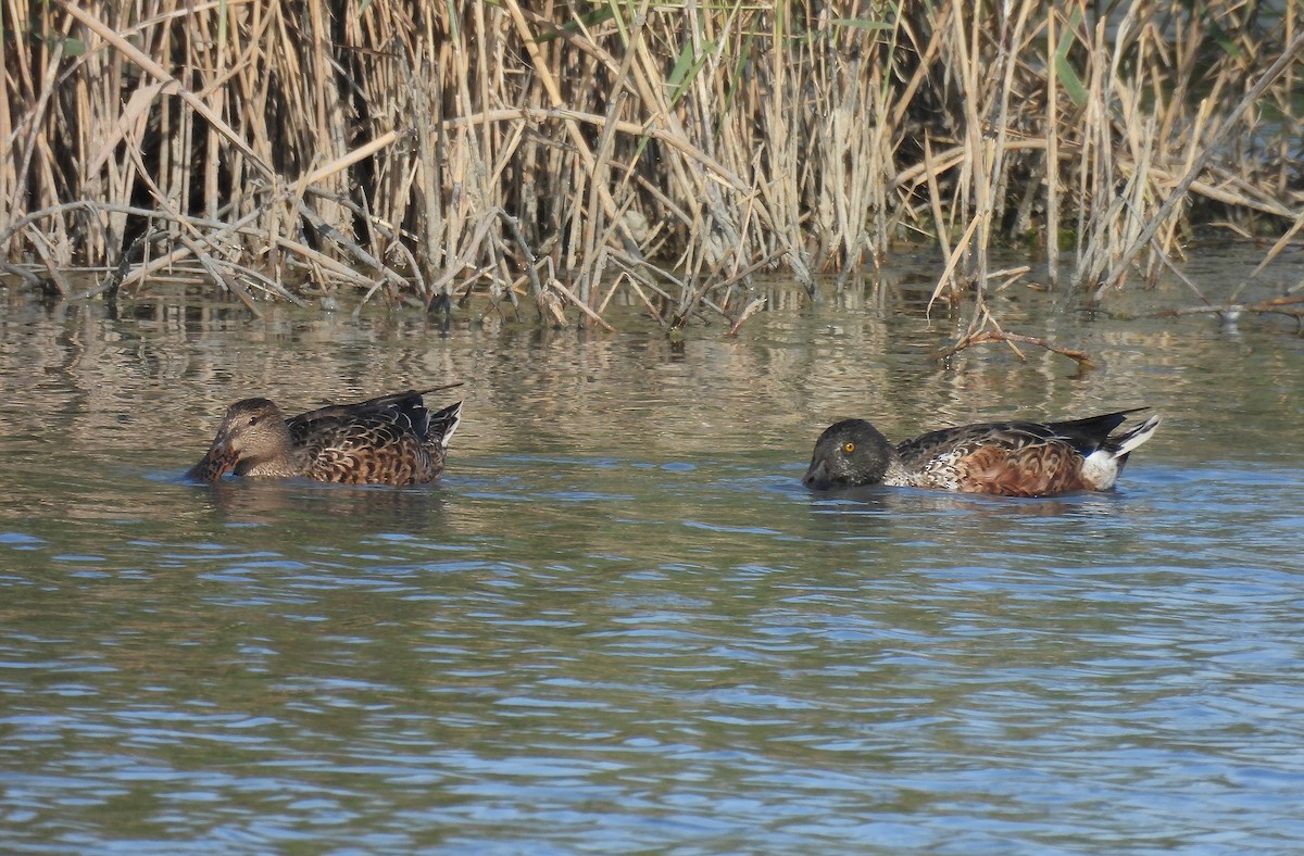 Northern Shoveler - ML642875932