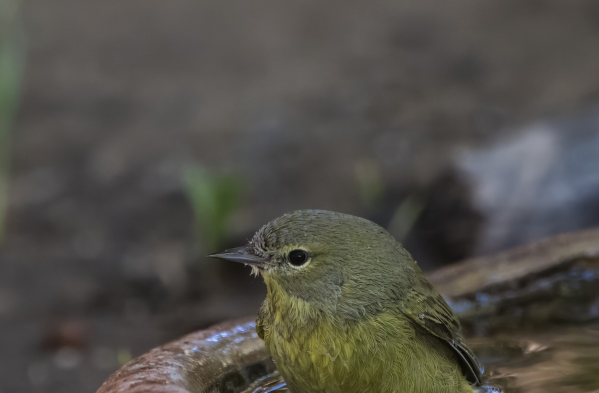 Orange-crowned Warbler - ML642875933