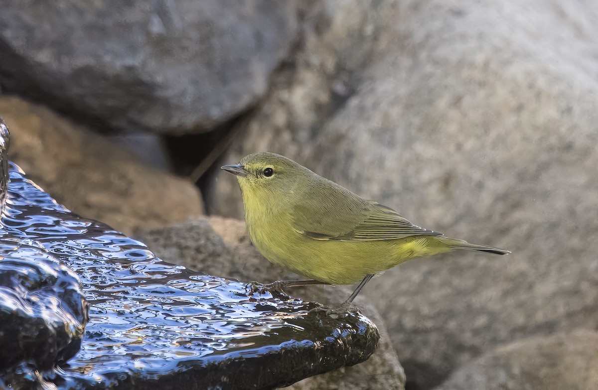 Orange-crowned Warbler - ML642875934