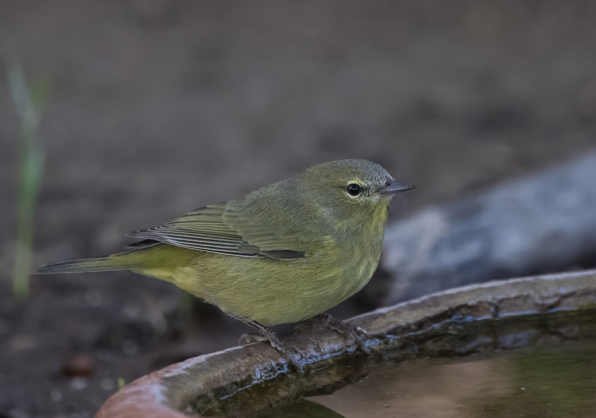 Orange-crowned Warbler - ML642875935