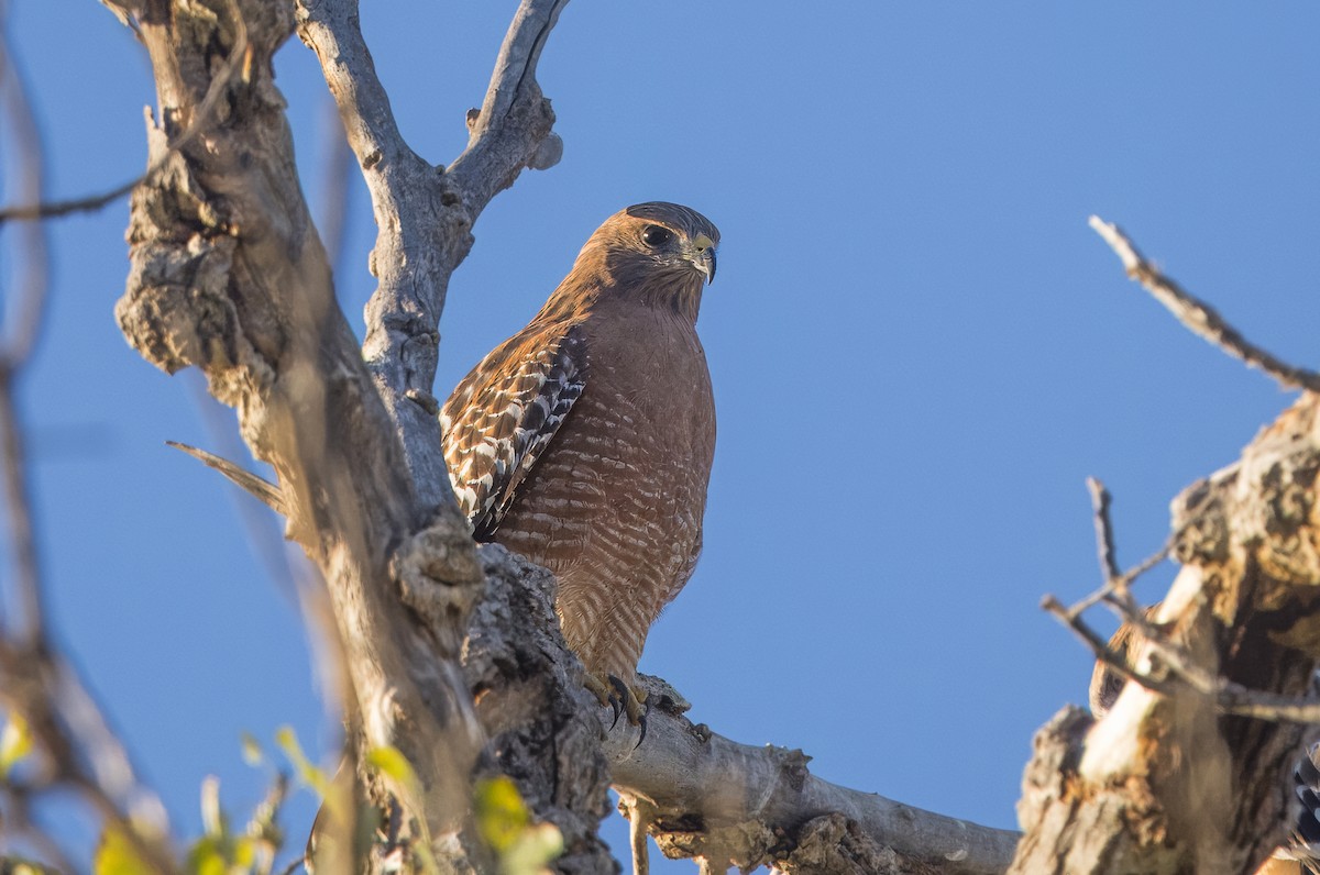 Red-shouldered Hawk - ML642875940