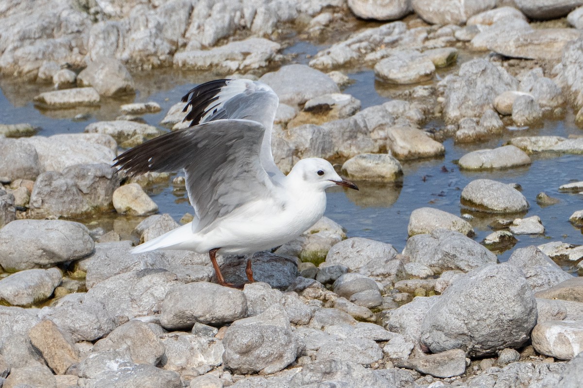 Hartlaub's Gull - ML642875942