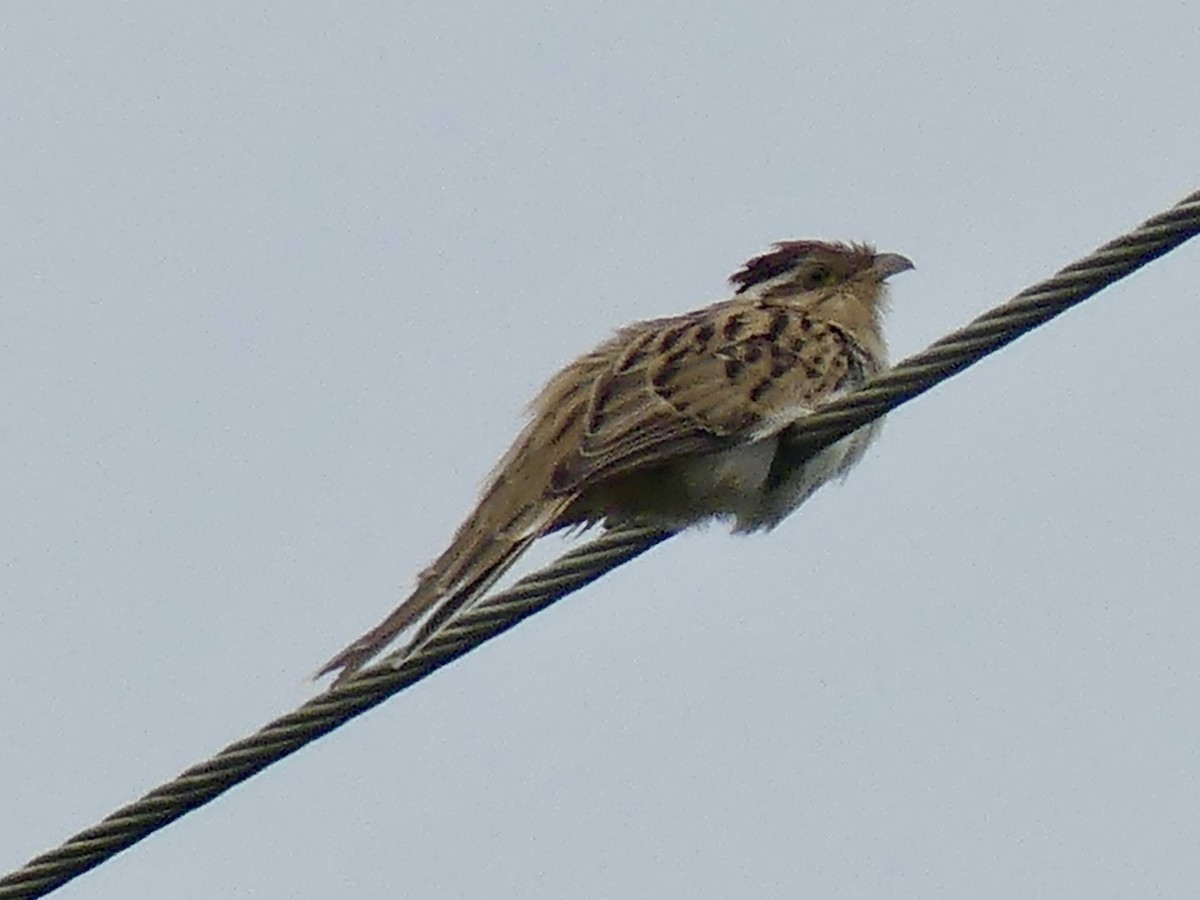 Striped Cuckoo - ML642875944
