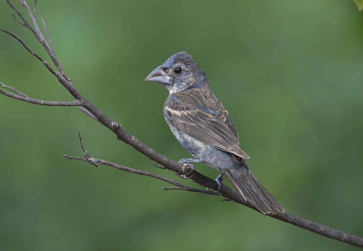 Blue Grosbeak - ML642875946