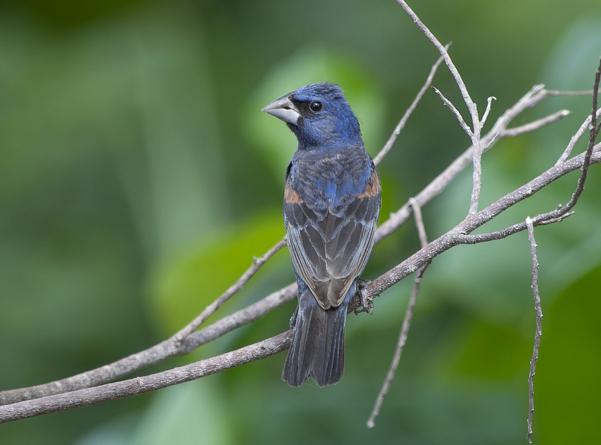 Blue Grosbeak - ML642875947