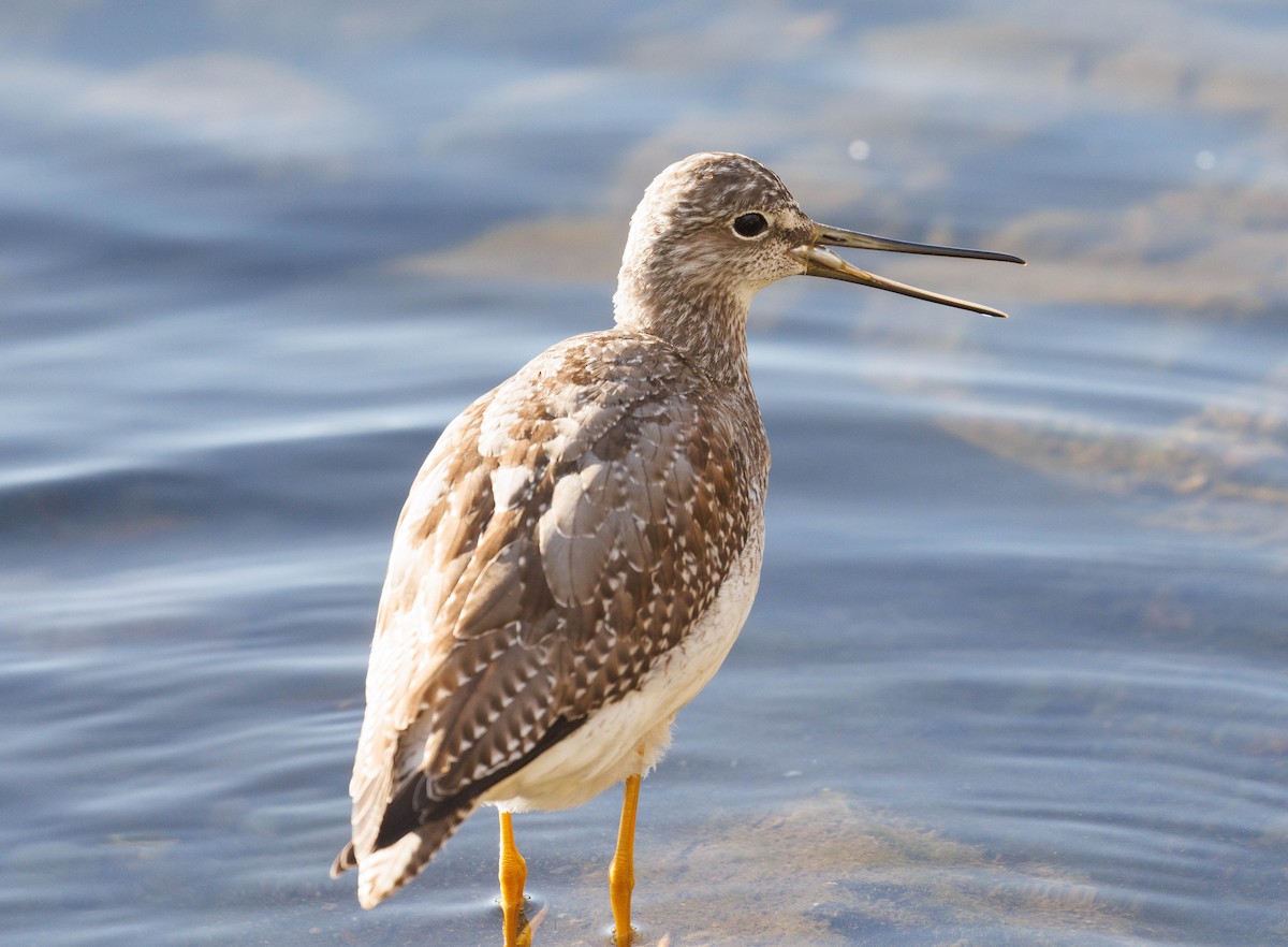Greater Yellowlegs - ML642875948