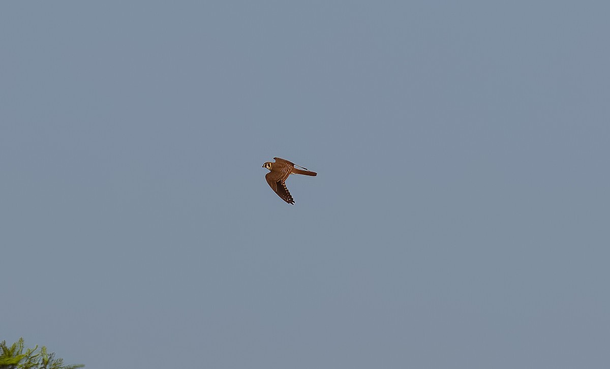 American Kestrel - ML642875953