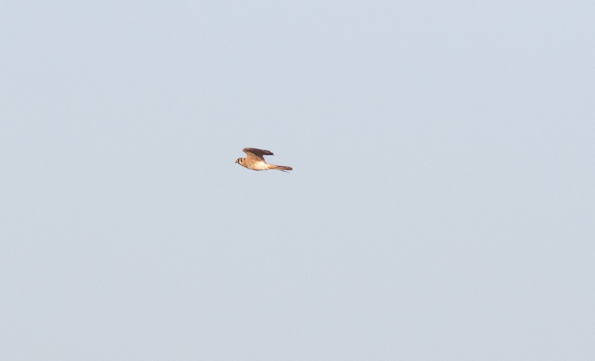 American Kestrel - ML642875954