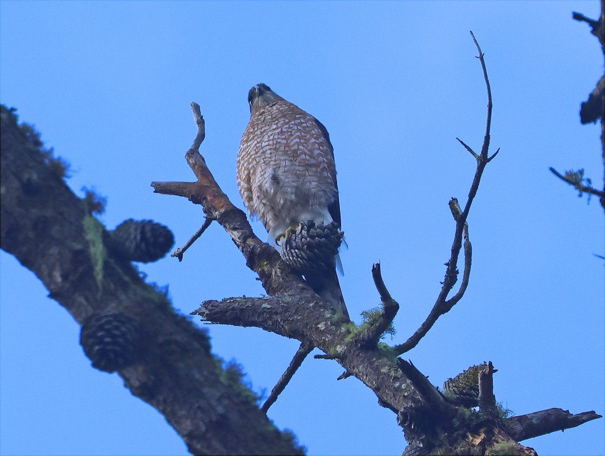 Cooper's Hawk - ML642875955