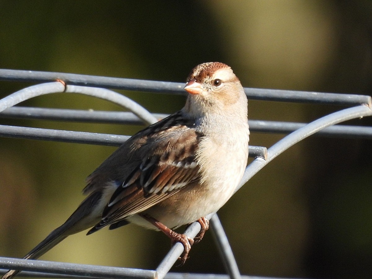 White-crowned Sparrow - ML642875956