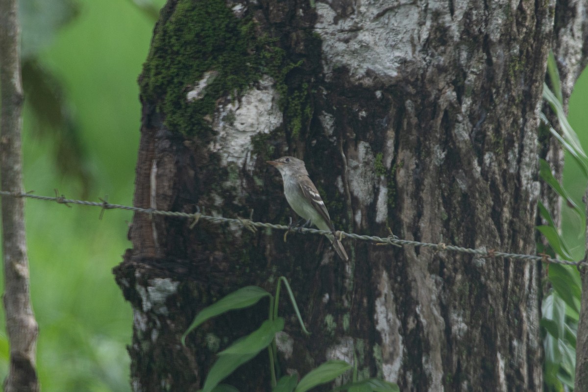 Willow Flycatcher - ML642875957