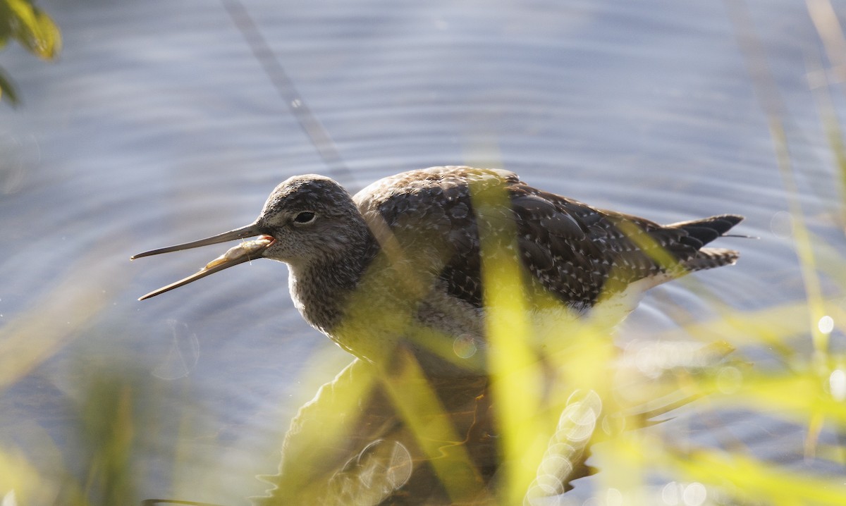 Greater Yellowlegs - ML642875958