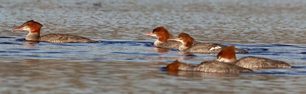 Common Merganser - ML642875959