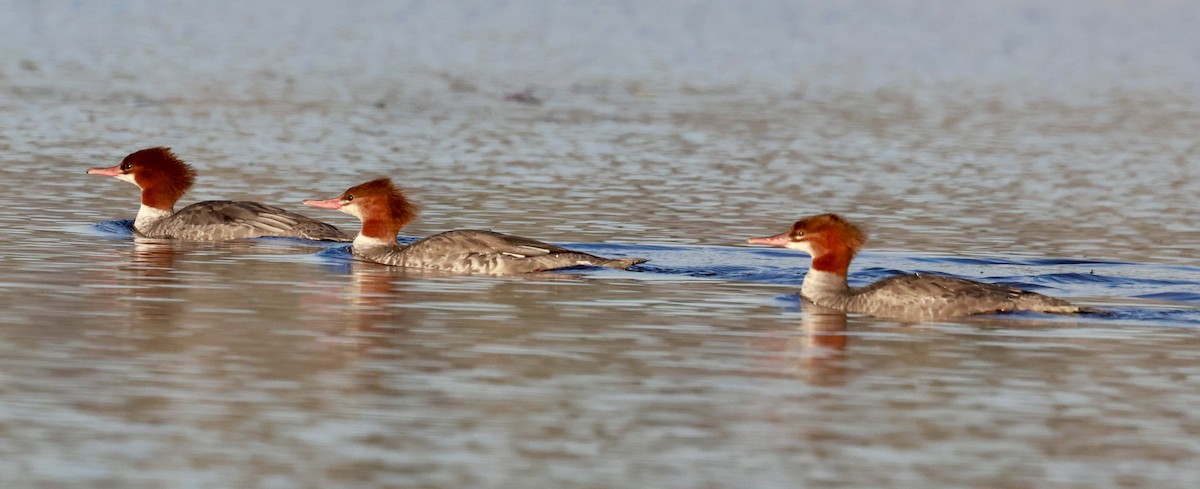 Common Merganser - ML642875960