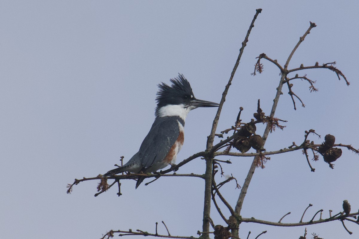 Belted Kingfisher - ML642875961