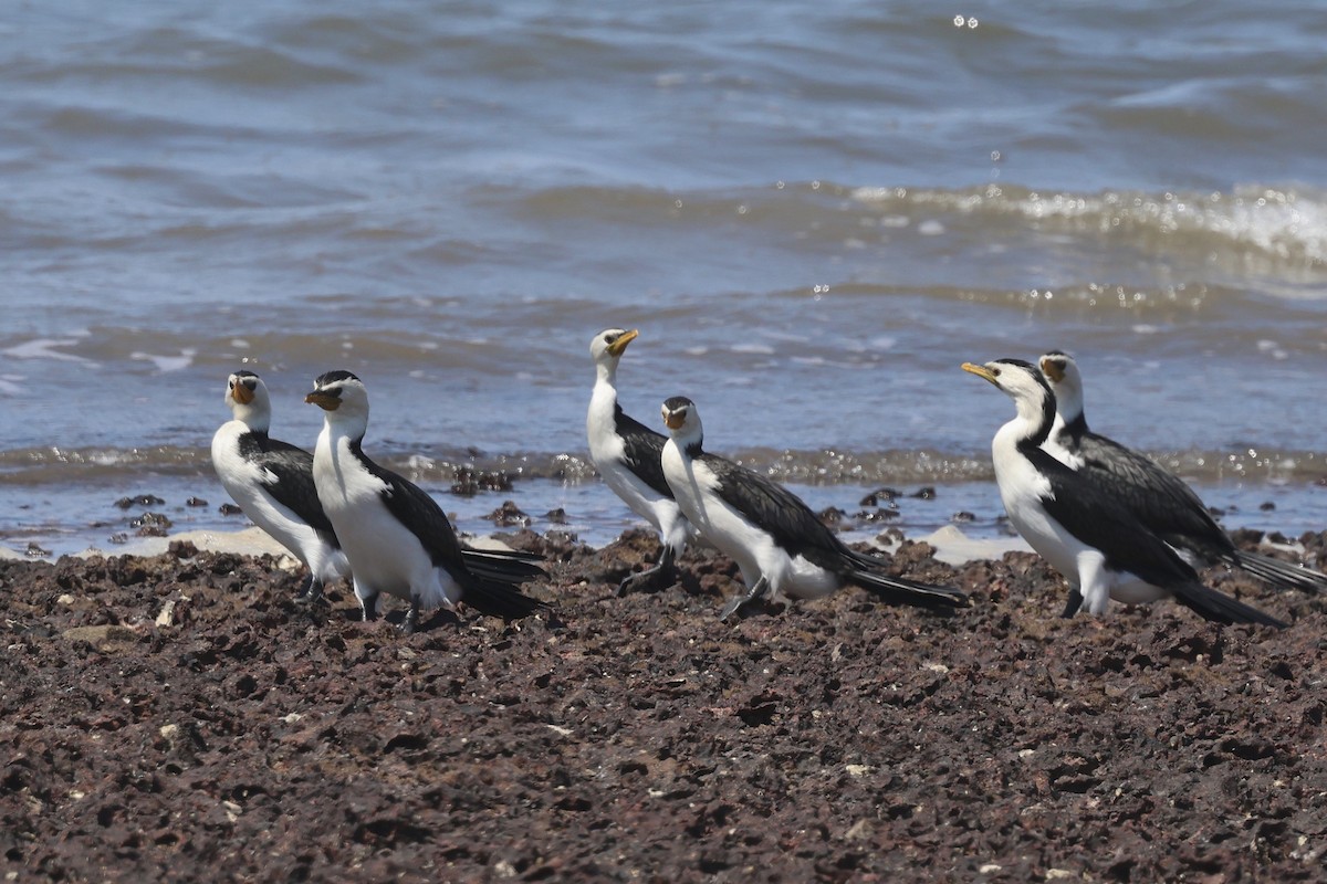 Little Pied Cormorant - ML642875962