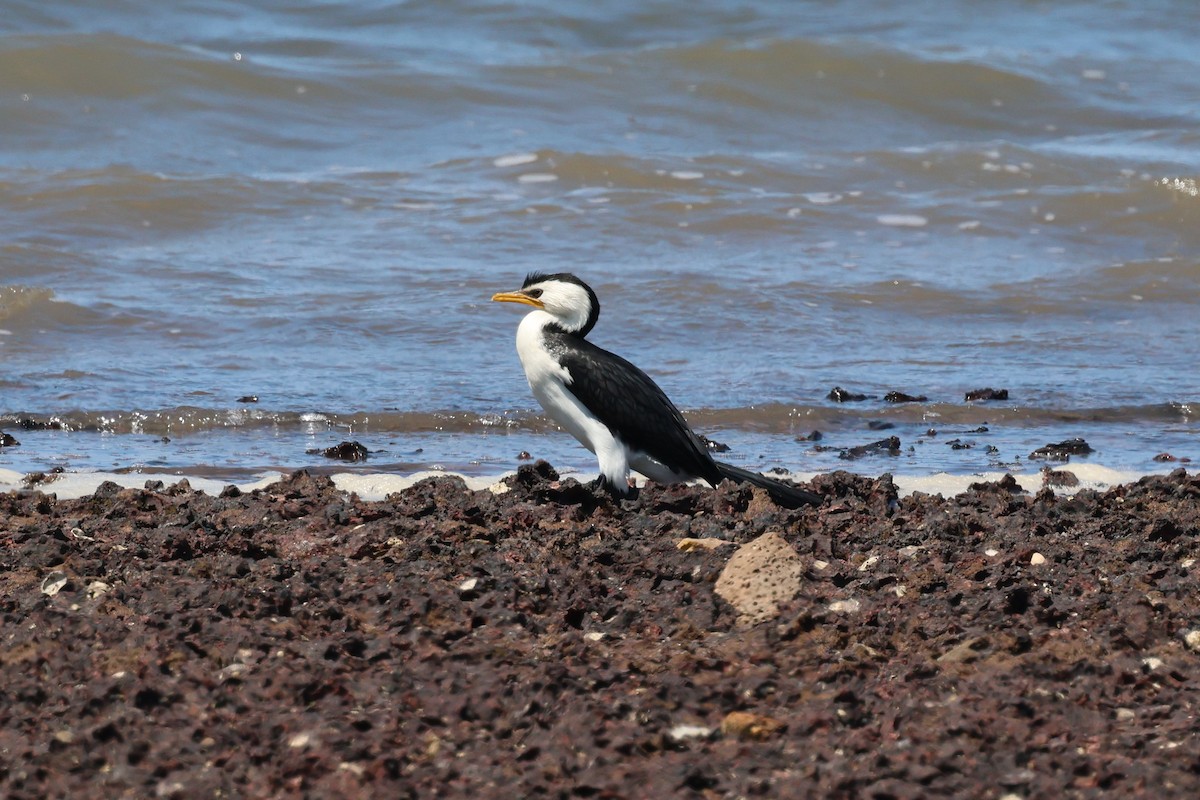 Little Pied Cormorant - ML642875963